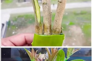 绿荟扦插技巧与注意事项（从科学角度掌握绿荟扦插时间与方法，轻松繁殖青春美丽）
