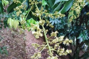 荔枝树开花时间解析（探究荔枝树开花的季节和要素）