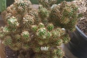 肉质植物栽培指南（探索令人惊叹的植物世界，打造独特的肉质植物园）