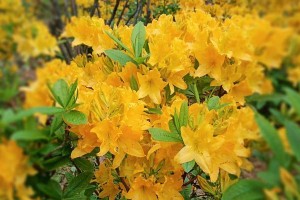 黄色杜鹃花有毒吗？——揭开真相（黄色杜鹃花的神秘之谜）