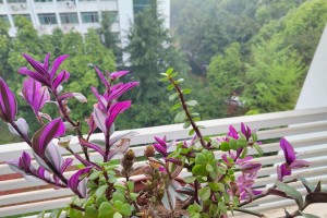 秋天养护好吊兰，花开满枝枝（吊兰在秋天也能开花，了解这些养护技巧就对了）