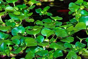 认识神秘的凤眼植物（了解凤眼的类别、特征和生长环境）