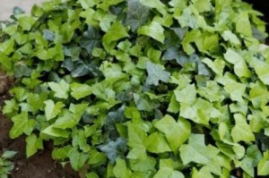 探究桂花浇硫酸亚铁的效果（从养分吸收到植物生长全方位解析）