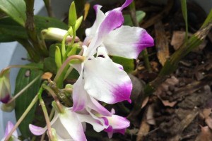 石斛叶子变黄的原因和处理方法（保持石斛叶绿的关键是什么？如何有效处理叶子变黄的情况？）