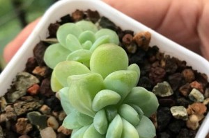 插入冰玉叶后多久会发芽？（冰玉叶发芽时间和方法详解）