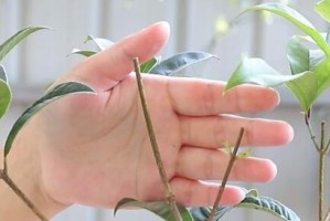 龙眼树剪枝的最佳时间（春剪或秋剪？如何正确修剪龙眼树？）