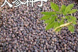 探秘人参——多年生草本植物的神奇之处（揭开人参的真面目，了解其生长习性和药用价值）
