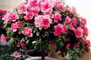勒杜鹃花期预测及观赏指南（探寻勒杜鹃花的开放时间与地点，为您提供最佳观赏体验！）