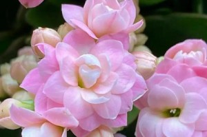 湖南盛产何种花卉？——探寻湖南适合种植的花卉