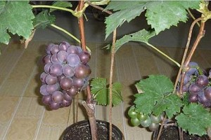 葡萄盆栽（从选品到养护，全面掌握葡萄盆栽技巧）