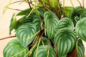 高深盆中的植物种植指南（探索高深盆的适合种植植物以及养护技巧）