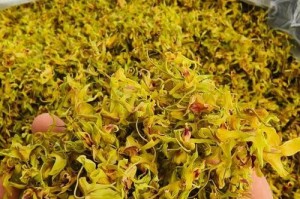 铁皮石斛花到底能不能吃？！（探究铁皮石斛花的营养价值及食用方法）