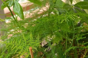 打造美观文竹（让文竹焕发生机，打造理想景观）