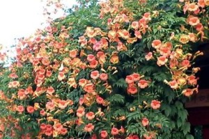 探秘凌霄花老桩养殖方法（养护事项详解，）