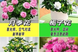 室内花的养殖方法和注意事项（打造室内花园，让生活更加美好）