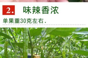 如何选择优质的辣椒种子？（掌握这些知识，让你种出好吃的辣椒！）