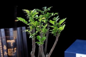 家里养小叶紫檀树的好处与风水（打造家居环保氛围，提升生活品质）
