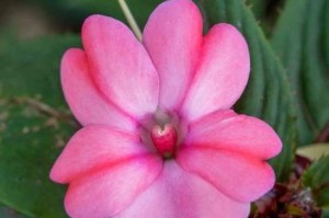 探寻凤仙花的生长环境（从气候、土壤、海拔等角度探讨凤仙花的生存条件）
