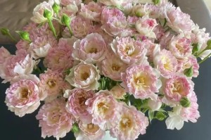 如何让多头玫瑰醒花？（多头玫瑰养护技巧）