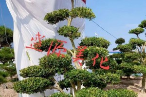 小叶黄杨（了解小叶黄杨的特点和用途）