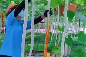 蛇豆种子的最佳种植时间剖析（了解蛇豆种子的生长周期，掌握种植技巧）