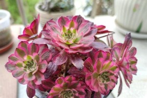 法师开花的神奇之处（揭秘法师开花的过程和样子）