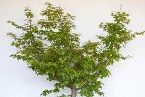 美人梅修剪指南（学会正确的美人梅修剪方法，让花朵更加灿烂）