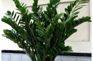 饭店摆放什么植物招财？（金钱树，吊兰，发财树，富贵竹，龙血树，蕨类植物都是不错的选择）
