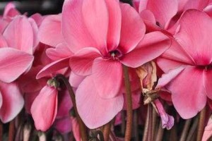 仙鹤花的养护指南（打造高颜值的仙鹤花花园）