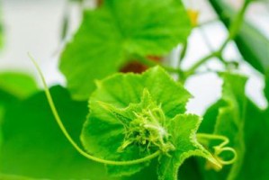 黄瓜属于哪种植物类型？（黄瓜的植物分类与特征）