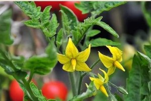 番茄花期解析（了解番茄花期，助力丰收）