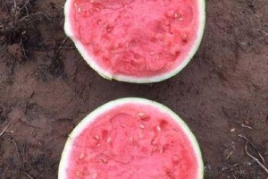 大棚西瓜种植技巧（一年种几次、种几茬最合适？如何提高产量？）