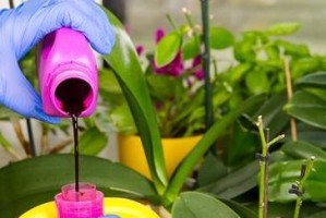 兰花施肥全指南（合适的肥料让你的兰花茁壮成长）