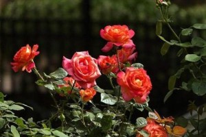 小月季花的养殖方法与注意事项