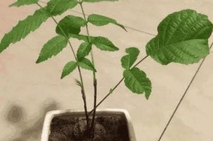 如何快速让核桃发芽（简单的方法让你在家里种出美味的核桃树）