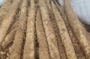 山药产地在哪里？——探寻山药的发源地