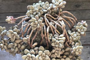 打造粉粉的艾伦多肉（15个实用技巧，教你打造萌萌的粉粉多肉）