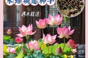 以碗莲盆景为主题的造型艺术（细腻入微的碗莲盆景艺术与技巧）