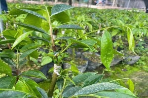 探究沉香树的生长环境条件及特点（了解沉香树的习性、喜好及生长需求）