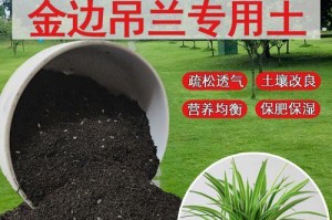 优化吊兰的土壤，提升生长效果（改善土壤质量，让吊兰茁壮成长）