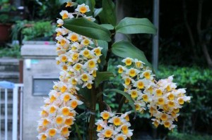 如何养护澳洲石斛兰开花（澳洲石斛兰养护技巧）